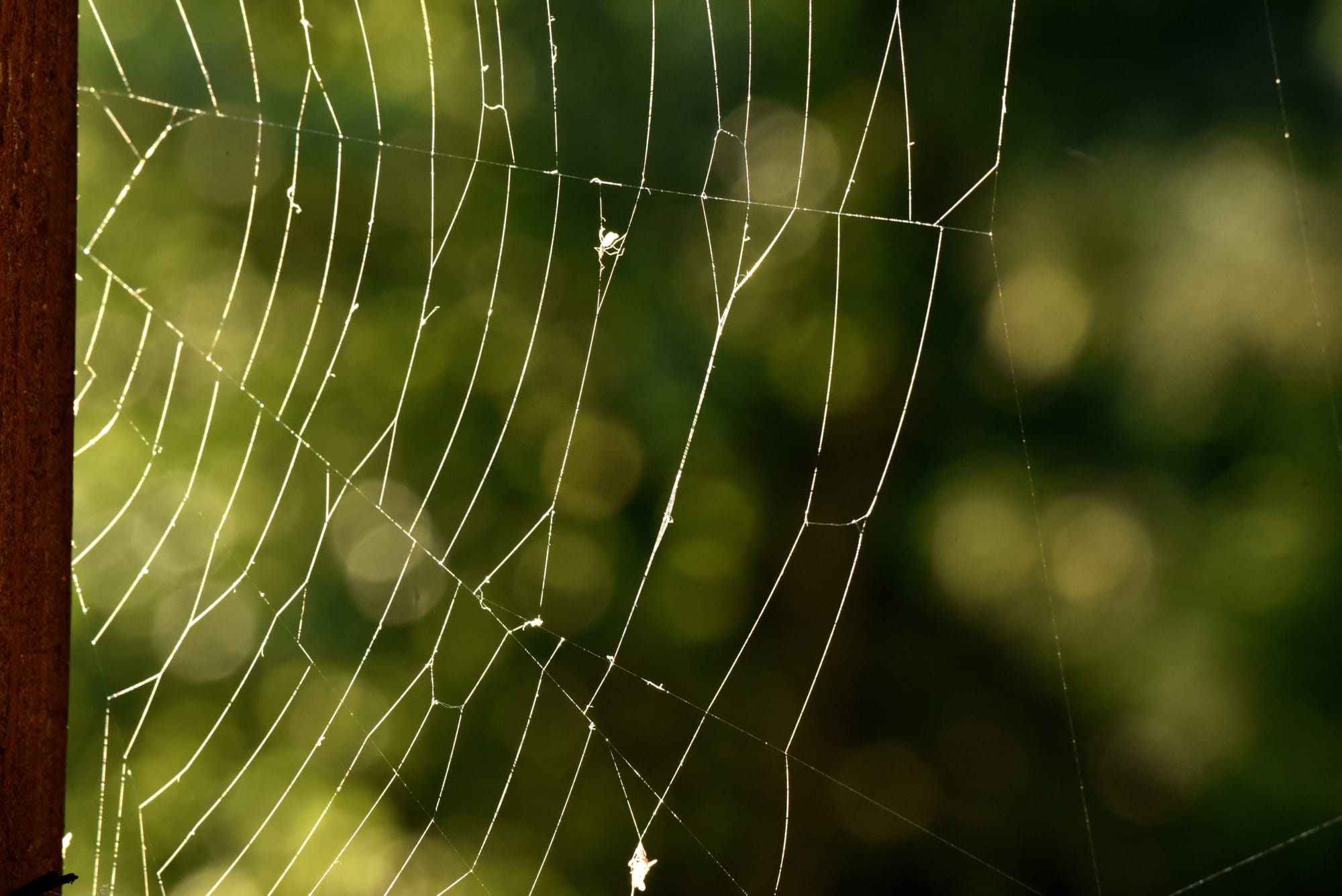 Spiderweb Somatics