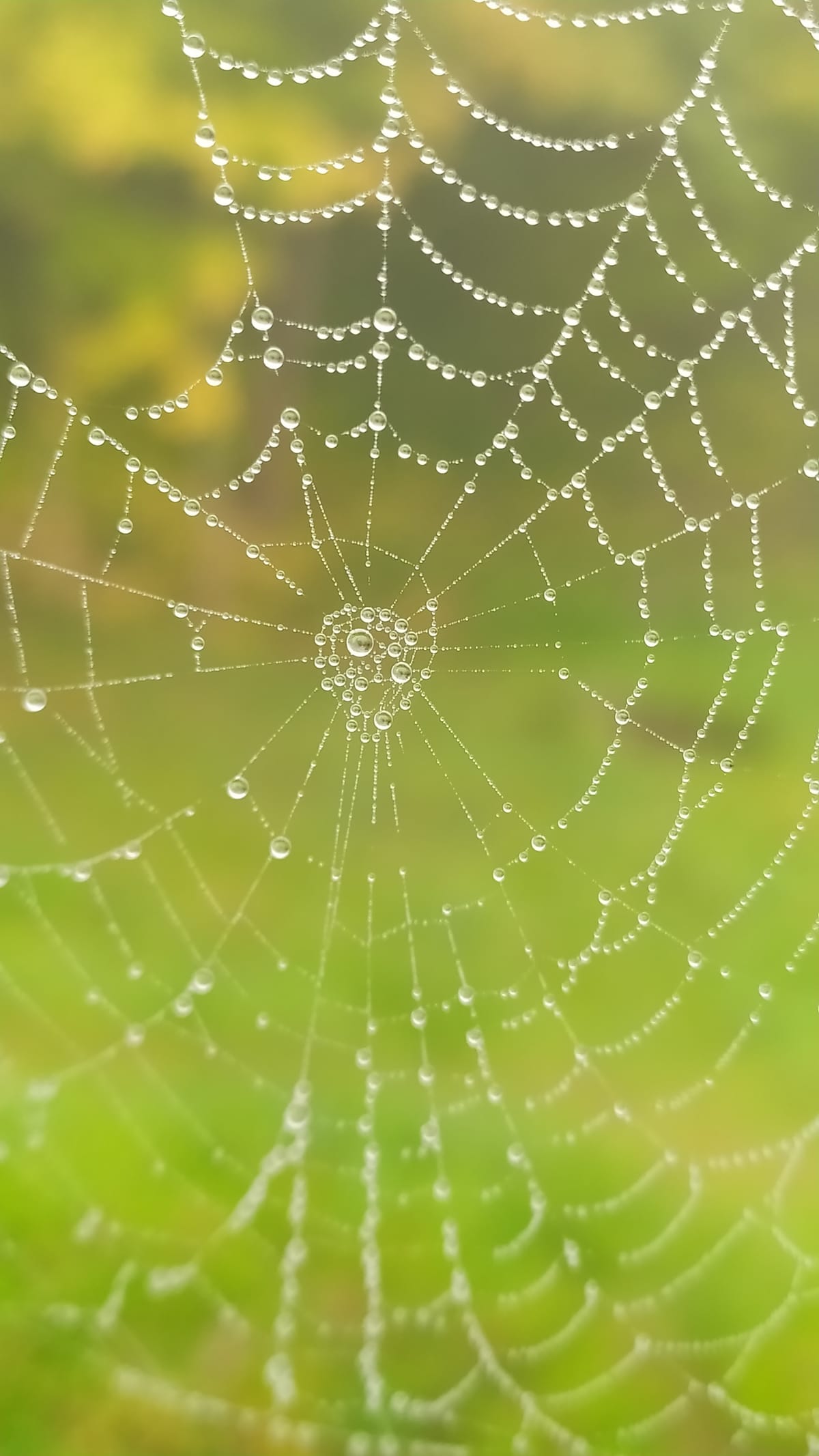 welcome to Weave the Web