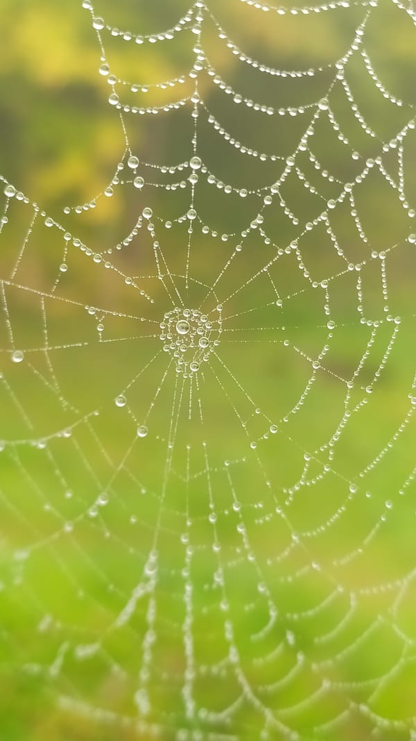 welcome to Weave the Web